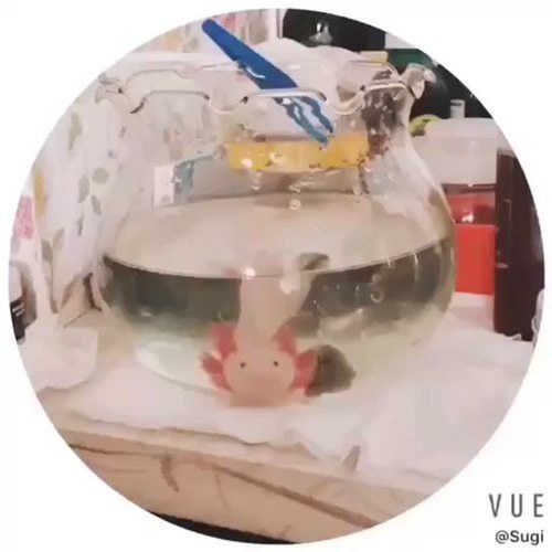 家里養(yǎng)恐龍魚好不好