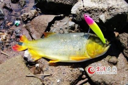 黃金河虎咬龍魚（黃金河虎魚和龍魚可以混養嗎）