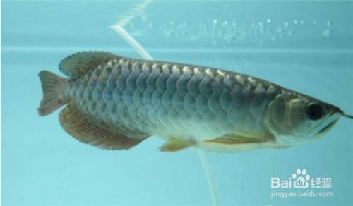 龍魚怎么總在缸底游：龍魚為什么在缸底游動