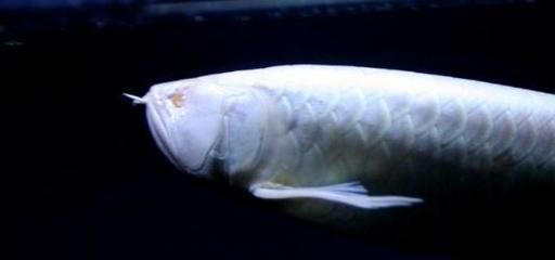 白金龍魚能吃嗎怎么喂食：白金龍魚喂食方法
