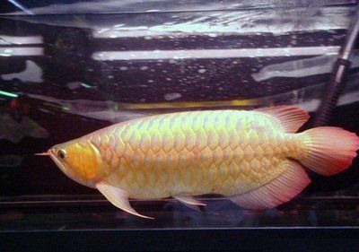 白金龍魚能吃嗎怎么喂食：白金龍魚喂食方法