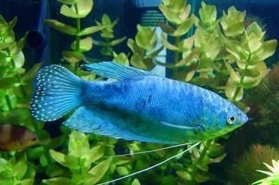 龍魚和什么魚混養(yǎng)最好：龍魚混養(yǎng)對象的選擇尤為重要以下幾種與龍魚混養(yǎng)效果較好