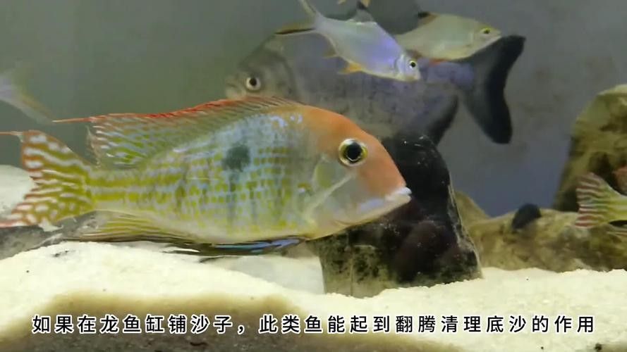 龍魚和鯉魚能混養嗎圖片大全