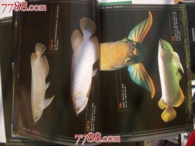 各種龍魚價格對比圖高清：各種龍魚價格對比圖