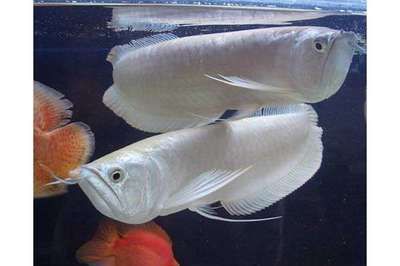 養銀龍魚有什么風水講究嘛：養銀龍魚在風水學中有一些特殊的講究，需要注意的是