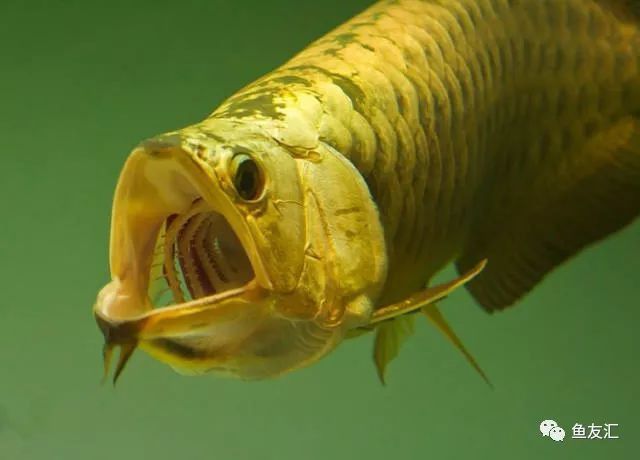 過背金龍的最佳光照強度是多少？