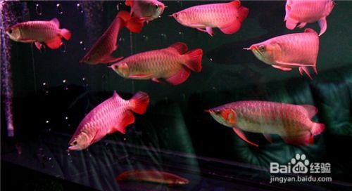 養(yǎng)龍魚換水需要困水嗎：養(yǎng)龍魚換水是否需要困水