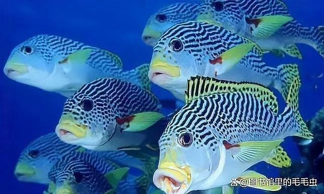 龍魚換水時需要加入多少鹽？