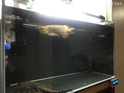 龍魚吧