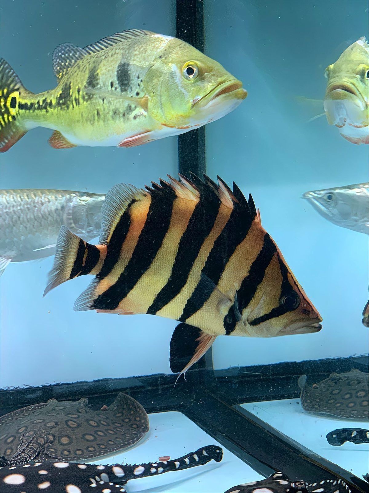 如何設置龍魚和虎魚混養的水質？
