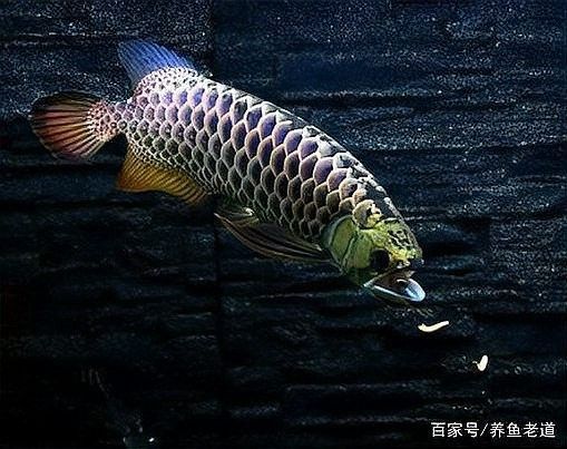 龍魚鼻子撞爛了能恢復嗎
