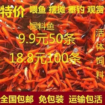 龍魚飼料排行榜第一名，森森龍魚飼料成分對比分析龍魚飼料選擇指南
