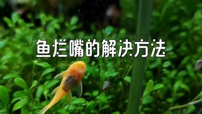 銀龍魚嘴巴撞爛了怎么辦圖片大全