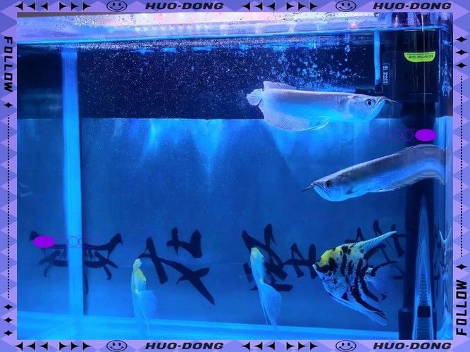 銀龍魚嘴巴撞爛了怎么辦圖片大全