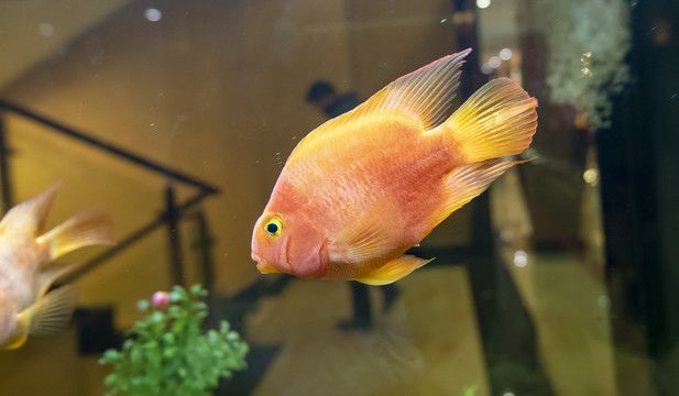 小金龍魚可以和金魚一起養嗎：小金龍魚和金魚一起養嗎，