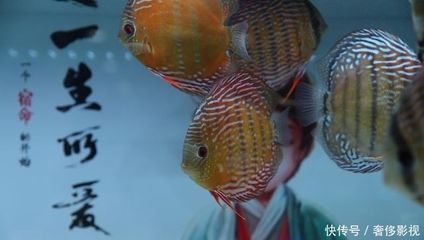 北京買龍魚(yú)的地方有哪些店：北京哪里可以購(gòu)買龍魚(yú)？