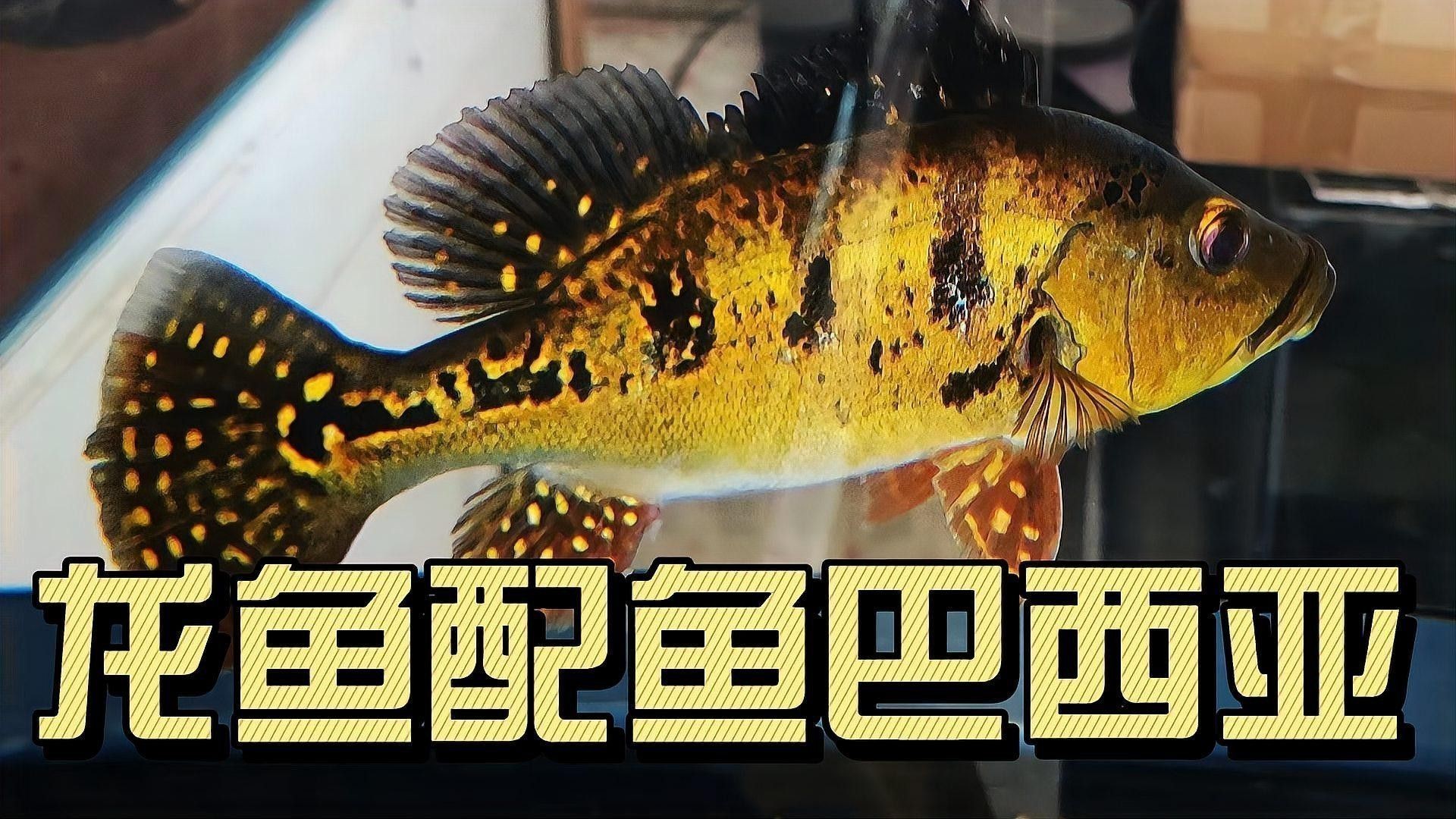 巴西亞魚和龍魚混養好不好呢
