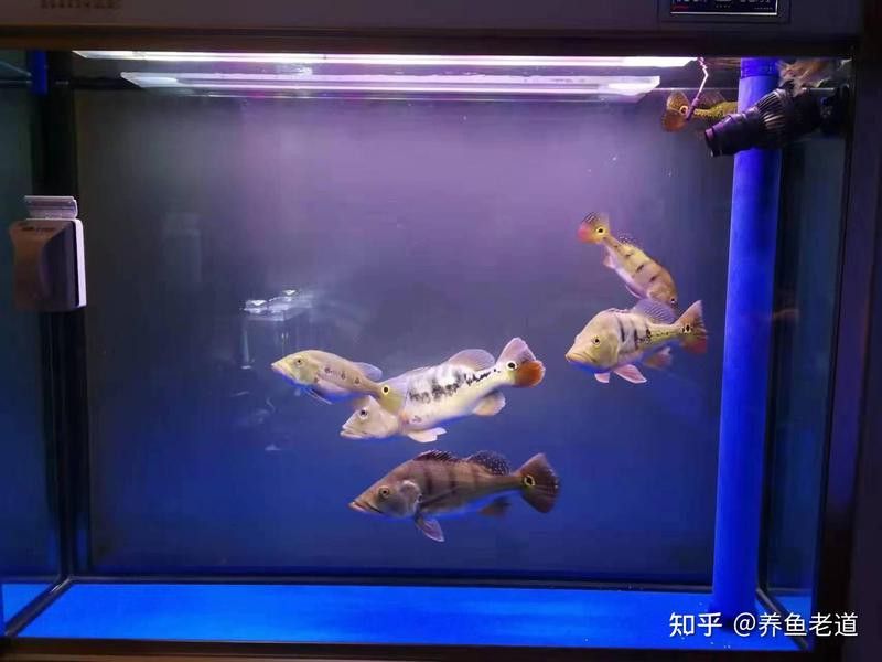 巴西亞魚和龍魚混養好不好呢