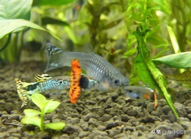 龍魚和孔雀魚混養的可行性分析（龍魚可以和孔雀魚混養嗎？）