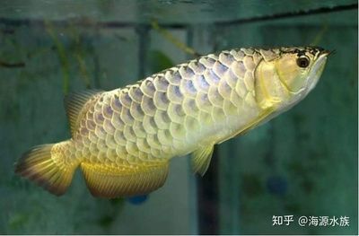 龍魚和孔雀魚混養的可行性分析（龍魚可以和孔雀魚混養嗎？）
