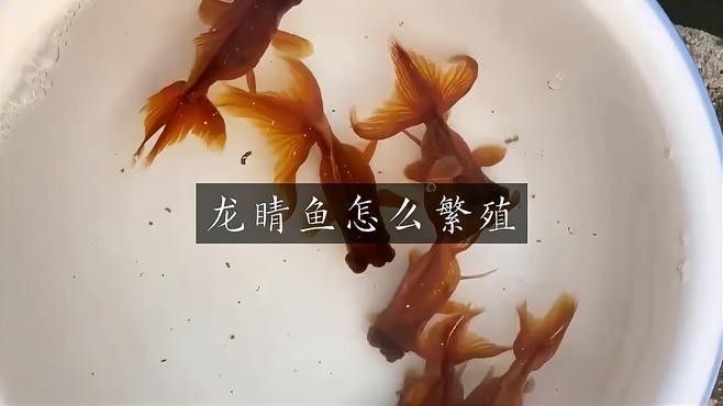 龍睛魚繁殖時需要多大的魚缸？