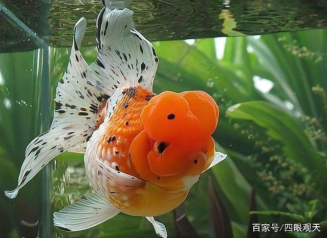 龍睛魚繁殖時需要多大的魚缸？
