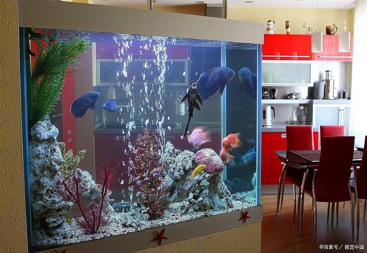 龍睛魚繁殖時需要多大的魚缸？