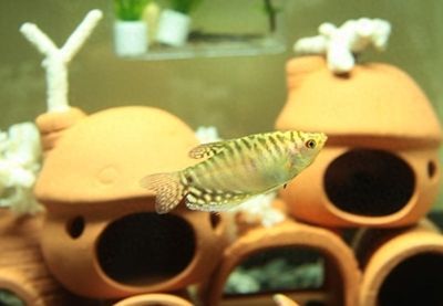 龍魚有哪些小型品種好養：小型龍魚品種及其飼養技巧