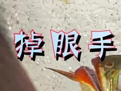 龍魚美容手術怎么做：龍魚美容手術一般流程