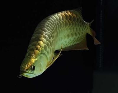 金龍魚混養魚撈走了：當您的金龍魚混養魚被撈走了，您可能會感到擔憂和困惑