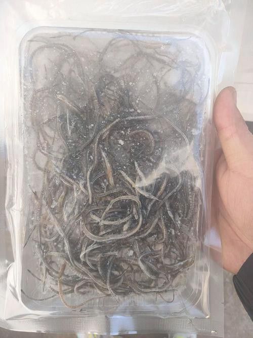 海里面的龍魚圖片高清