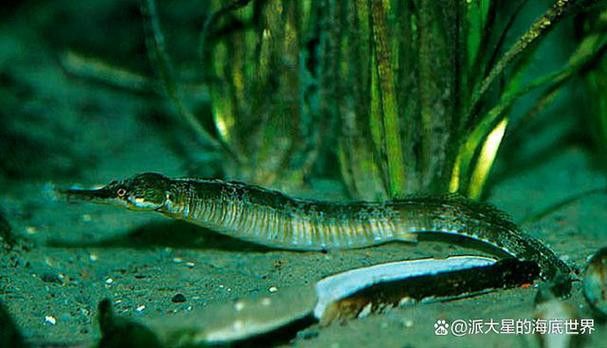 海里面的龍魚圖片高清