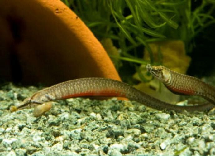 海里面的龍魚圖片高清