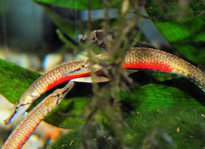 海里面的龍魚圖片高清