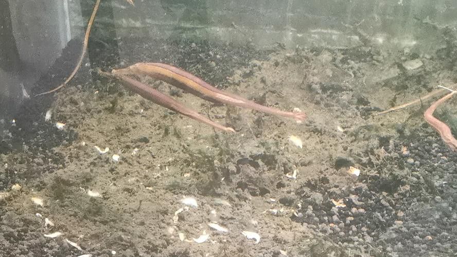 海里面的龍魚圖片高清