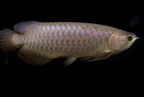 金龍魚跟紅龍魚哪個貴：金龍魚和紅龍魚是一個品種嗎