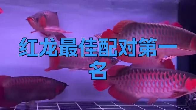 和紅龍魚混養的有哪些魚類圖片大全