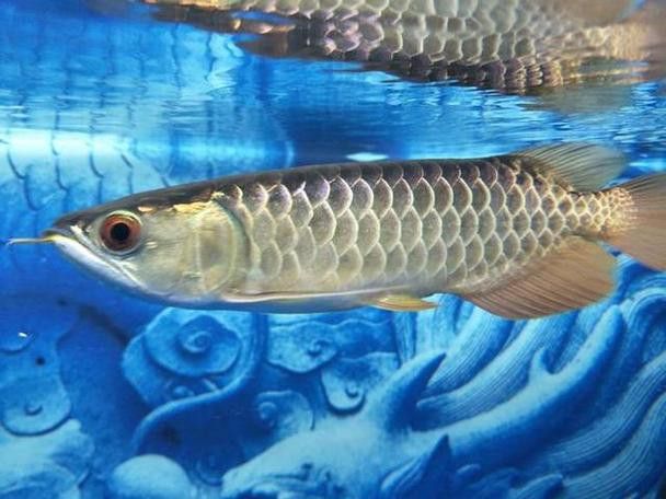 和紅龍魚混養的有哪些魚類圖片大全