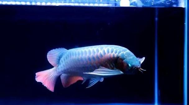 和紅龍魚混養的有哪些魚類圖片大全