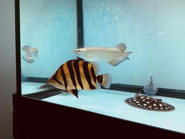 和紅龍魚混養的有哪些魚類圖片大全