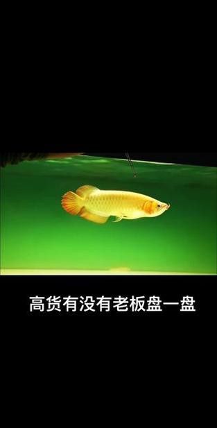 和紅龍魚混養的有哪些魚類圖片大全