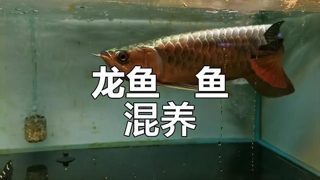 和紅龍魚混養的有哪些魚類圖片大全