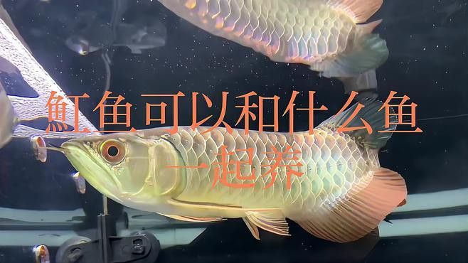 和紅龍魚混養的有哪些魚類圖片大全