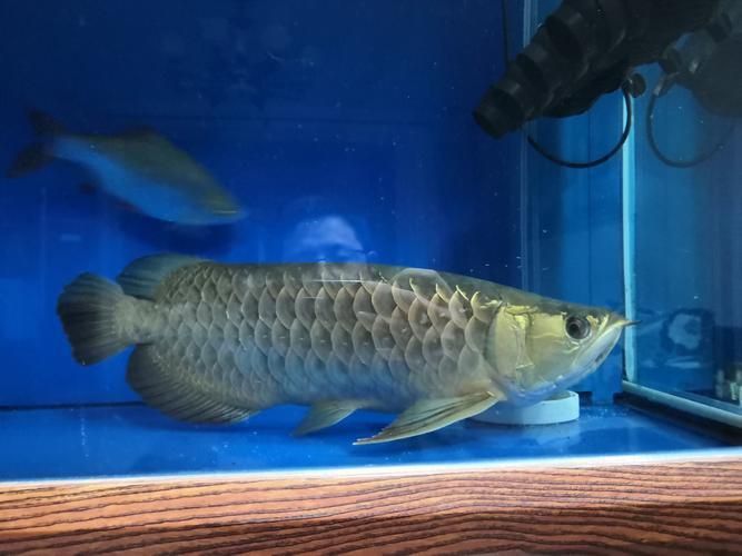 龍魚魚鱗充血圖片