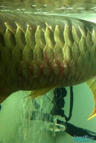 龍魚魚鱗充血圖片