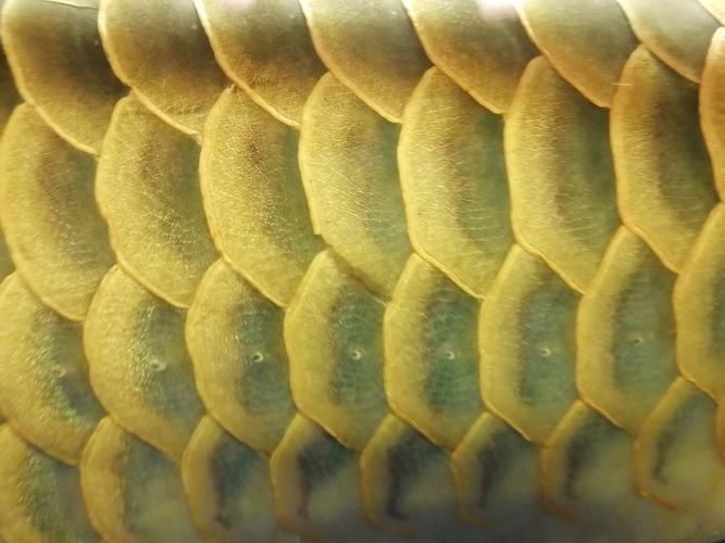 龍魚魚鱗充血圖片