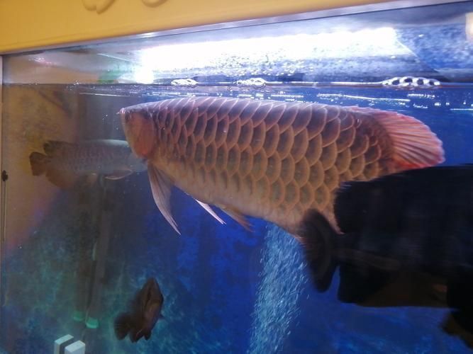 龍魚魚鱗充血圖片