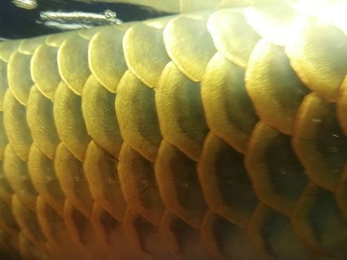 龍魚魚鱗充血圖片