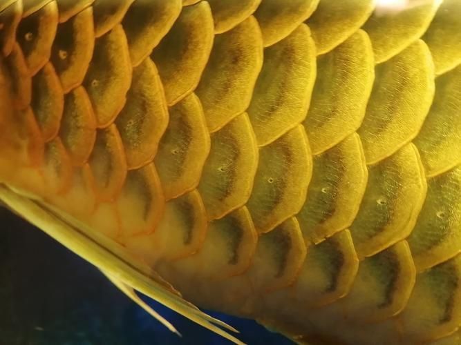 龍魚魚鱗充血圖片