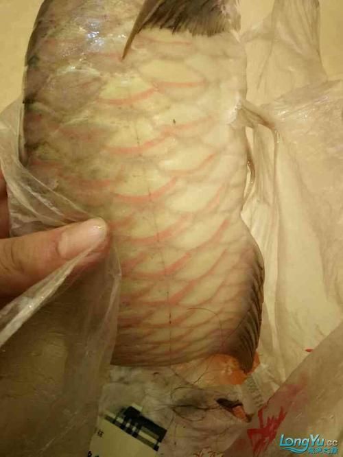 龍魚魚鱗充血圖片